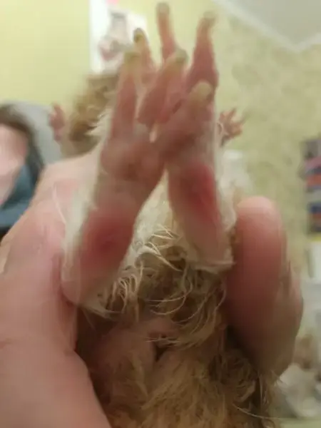 Пододерматит у морської свинки. почервоніння подушечок лап, лущення