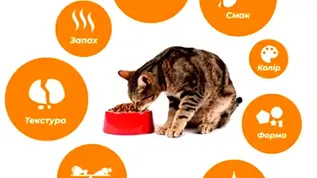 Смак та запах їжі для котів і собак