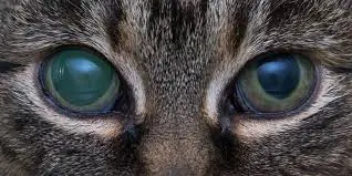 Помутніло око у кота, що робити?