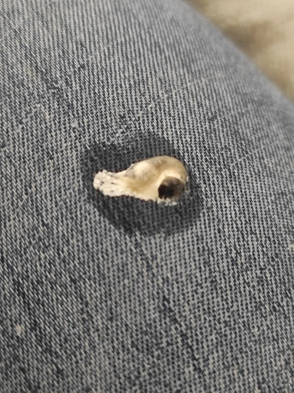 Як розпізнати хворобу у папуги: основні симптоми. Не сформований послід з великою кількістю води у папуги