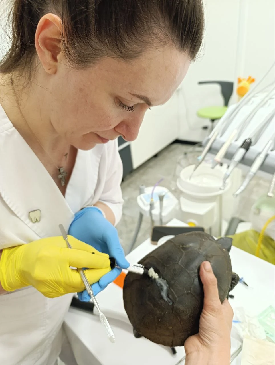 Допомога черепасі у якої тріснув панцир