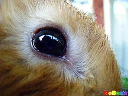 Кролик не відкриває око?