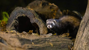 Правила утримання тхорів