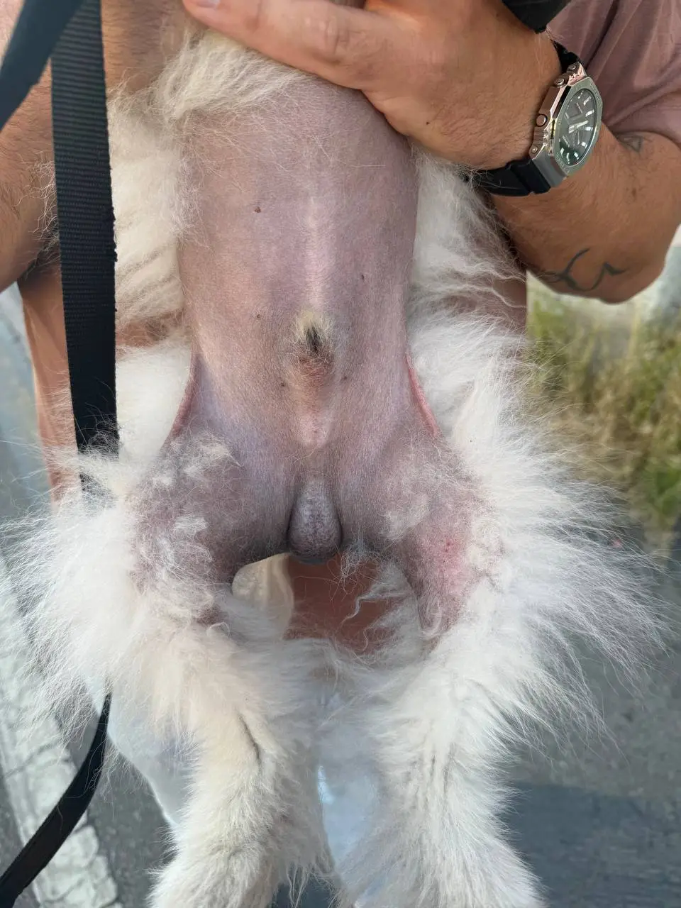 Лікування алопеції у шпіца онлайн