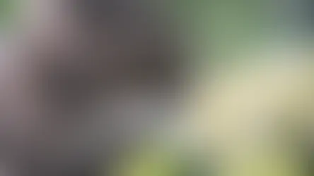 Ремісія цукрового діабету у кота: кейс Марса