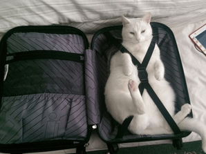 Як виїхати за кордон з котом або собакою?