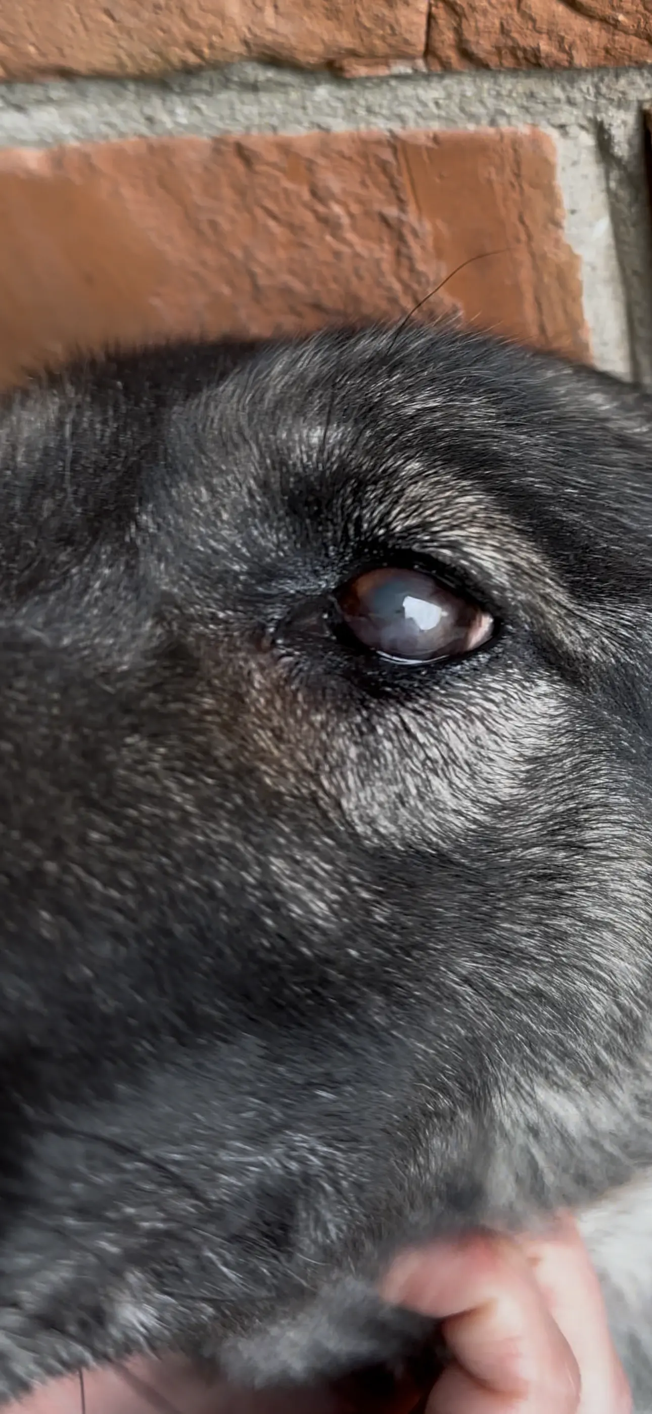 Ветеринарний офтальмолог 