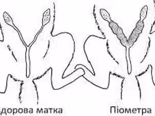 Піометра у кішки. Як допомогти?