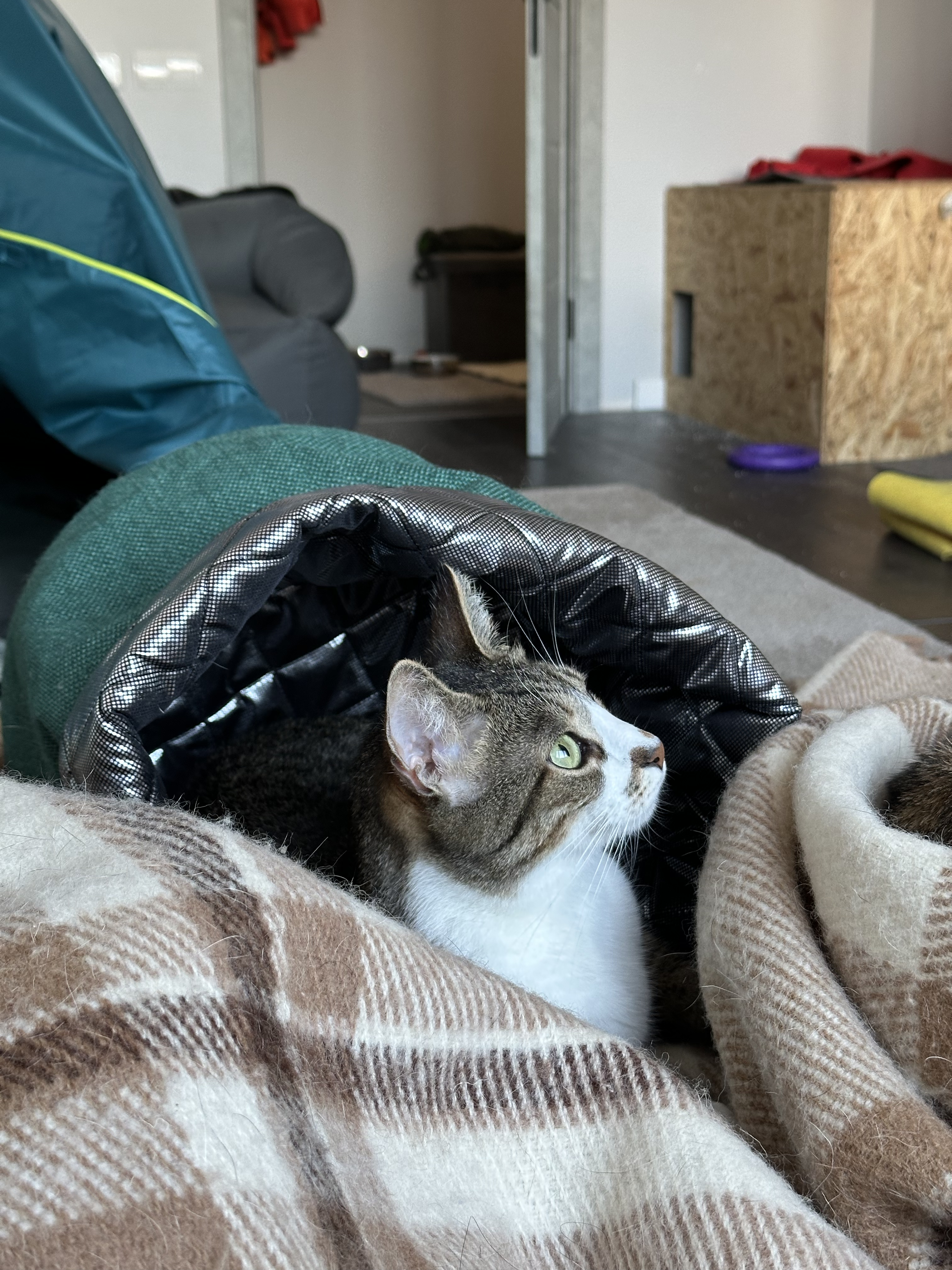 Холод як причина застуди у котів