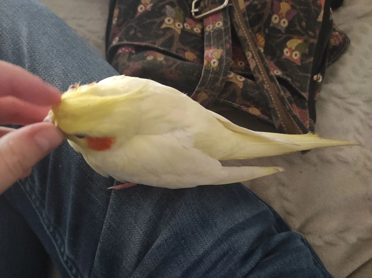 Як розпізнати хворобу у папуги: основні симптоми. Опущені крила у папуги