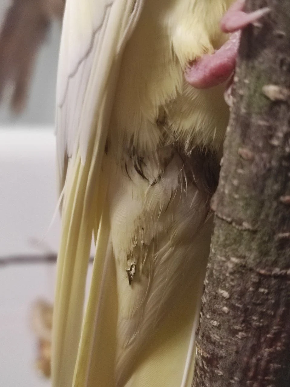 Як розпізнати хворобу у папуги: основні симптоми. Брудна клоака у папуги