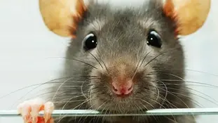 При яких симптомах у щура потрібна консультація ратолога?