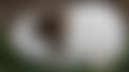 Зуби у мурчаків. Що варто знати?