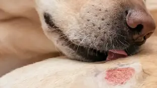 Лишай у собак та котів