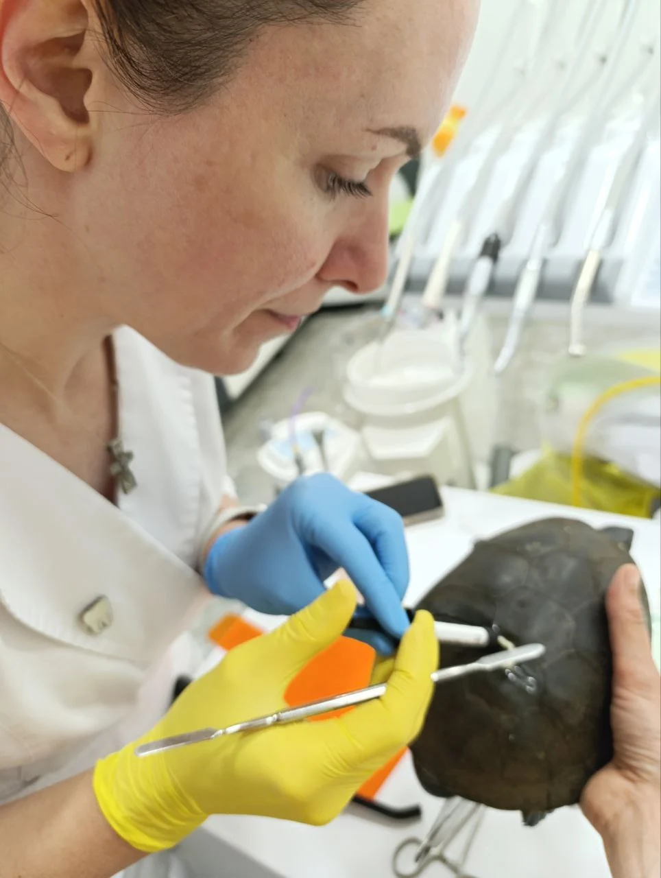 Консультація герпетолога, щоб врятувати черепаху