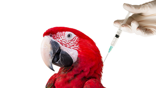 Як робити птаху уколи/ін'єкції?