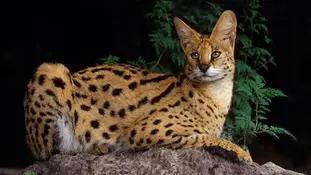 Порода котів сервал