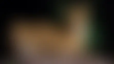 Порода котів сервал