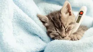 кіт захворів, як допомогти?