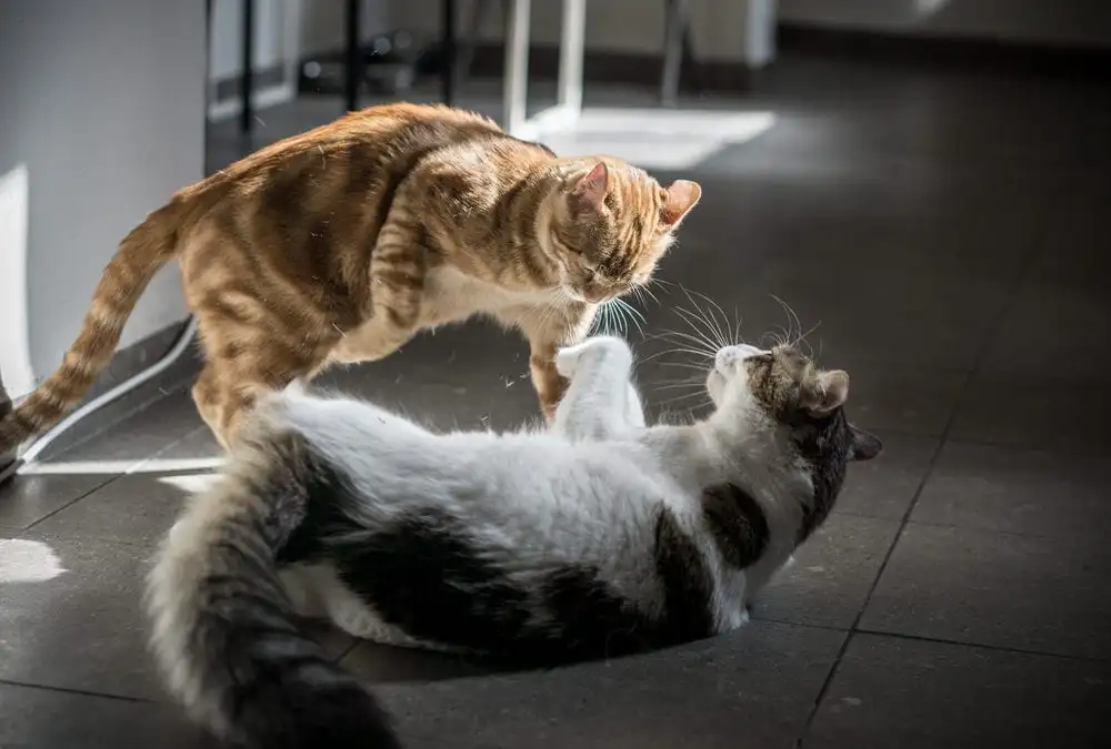 Коти бьються, що робити?