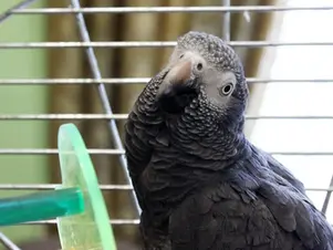 Каратин для птаха