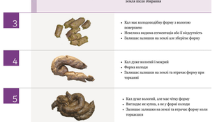 Шкала оцінки калу котів та собак