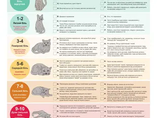 Як оцінити біль у котів та собак? Шкала BEAP допоможе в цьому!