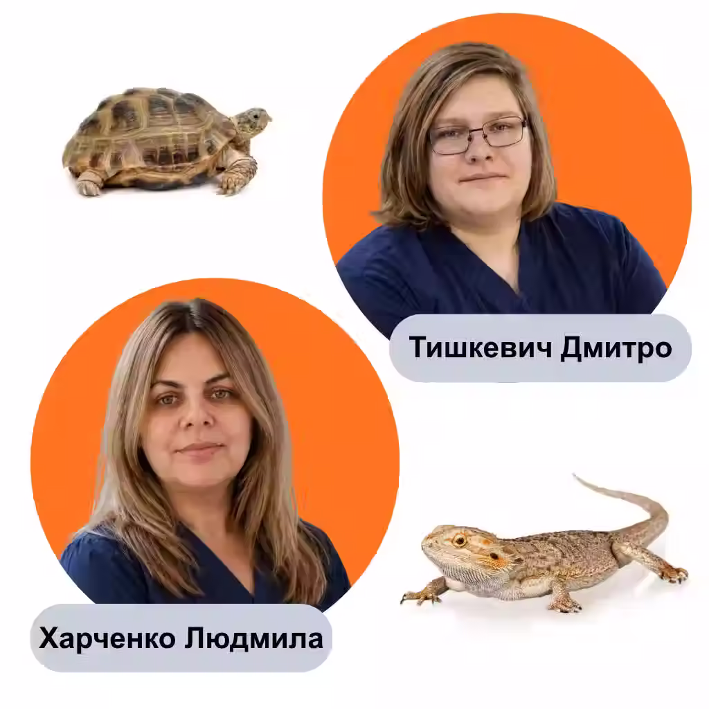 Ветеринарна онлайн консультація герпетолога
