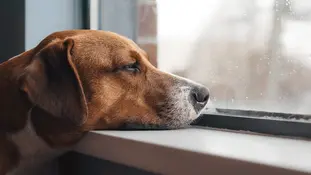 Що таке стрес і як він впливає на тварин?🤔