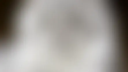 Порода Мейн-Кун. Опис та хвороби.