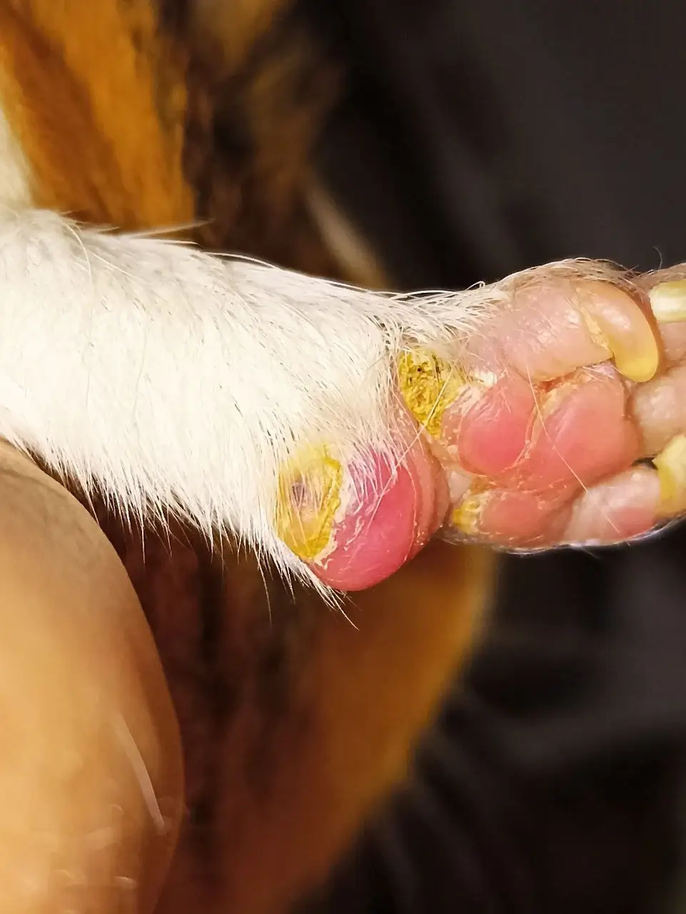 Пододерматит у морської свинки . набряк, біль, ерозії, кровоточиві виразки, гнійні рани. 