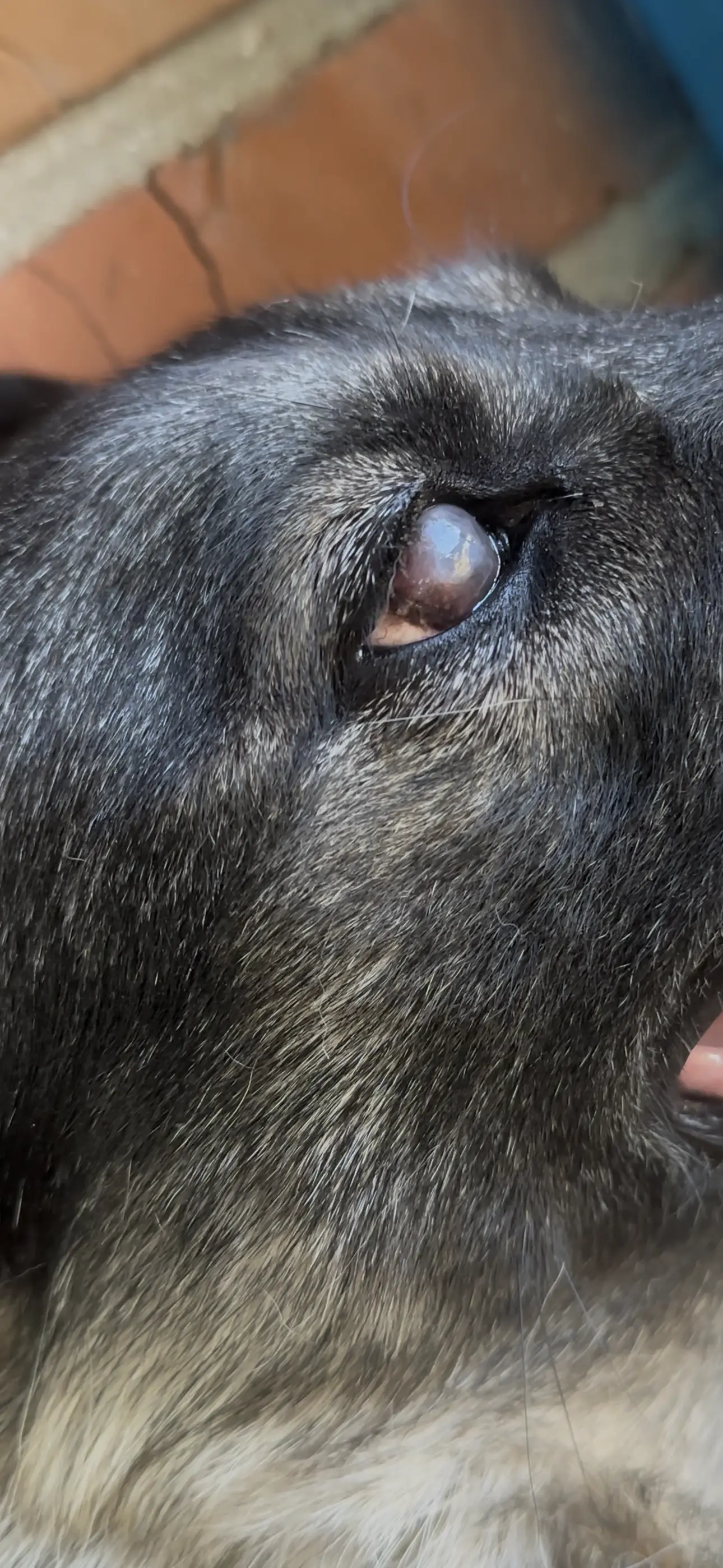 Біля пляма на оці у собаки. Як допомогти?