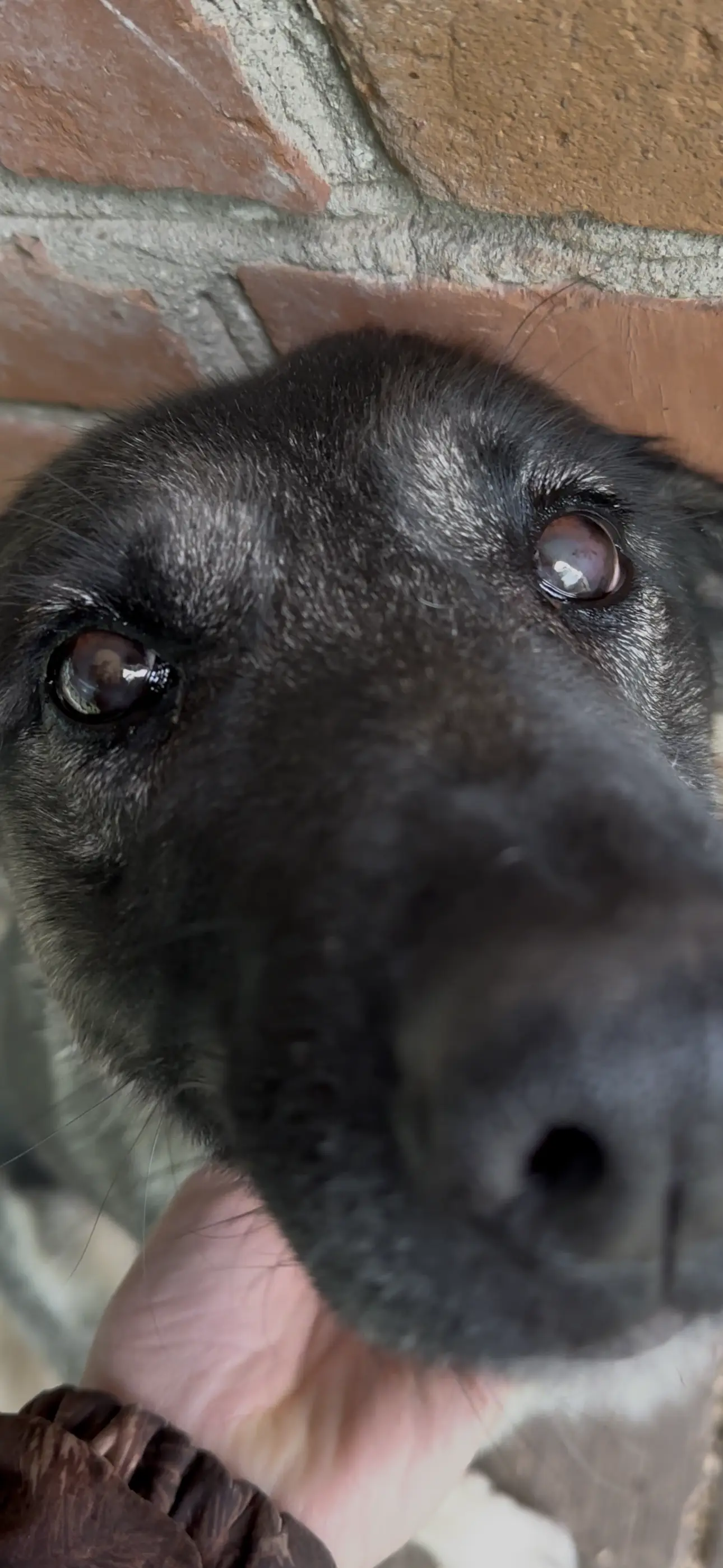 Собака втрачає зір, що робити?