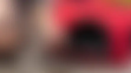 Нові правила перевезення домашніх тварин у міжміських автобусах: що потрібно знати власникам