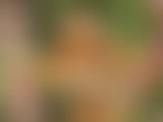 Чим годувати диких та домашніх білок?