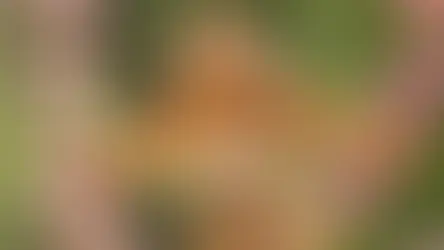 Чим годувати білку?