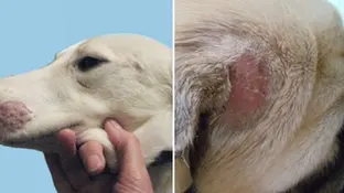 Як обробляти поверхні та приміщення якщо у тварини лишай?