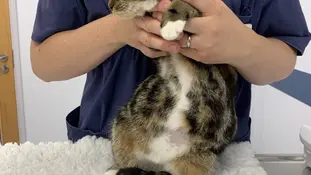 Інфекційний перитоніт котів (FIP): симптоми, причини та лікування