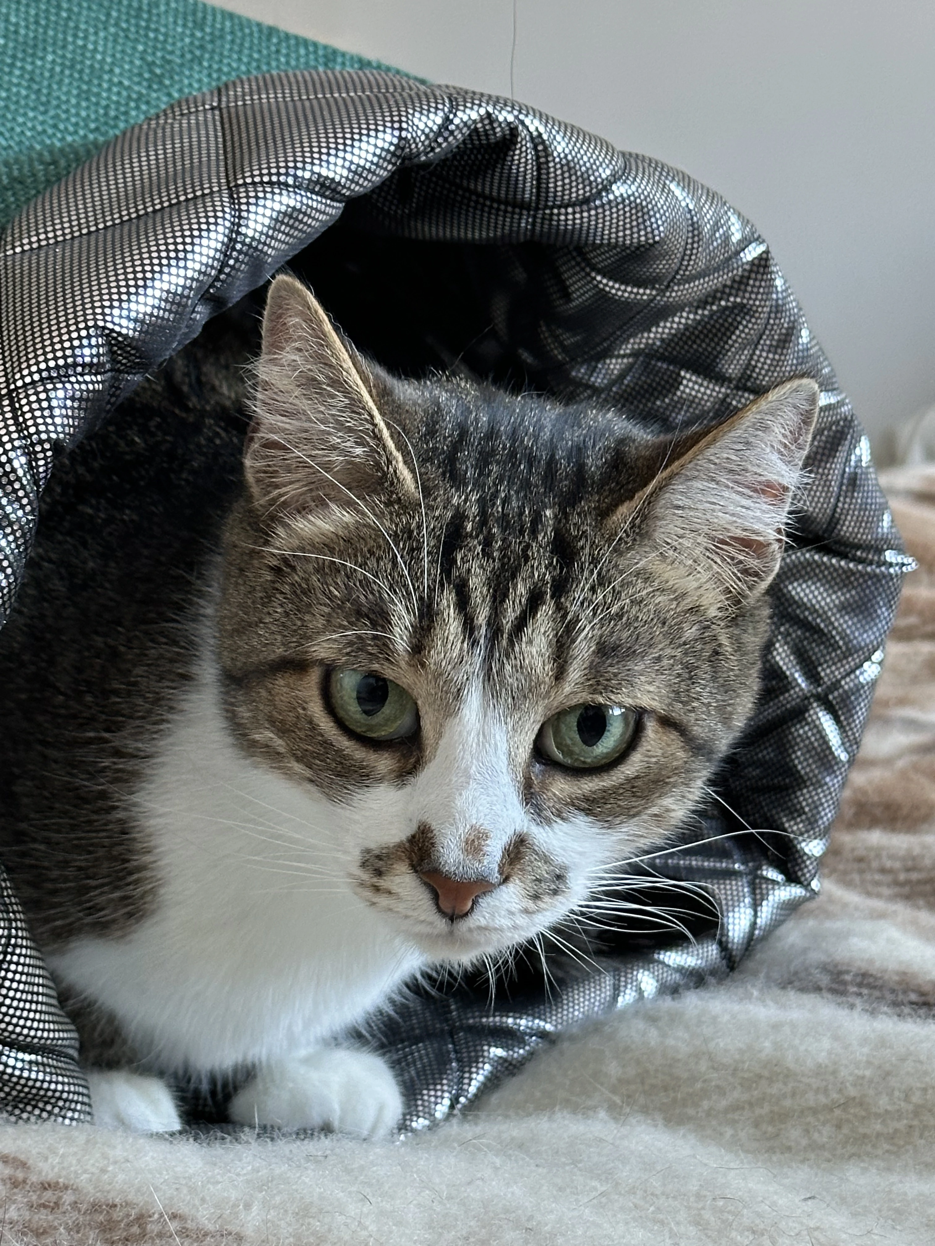 Застуда у кота