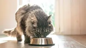 Ветеринарний дієтолог онлайн