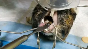 Проблеми з зубами у гризунів