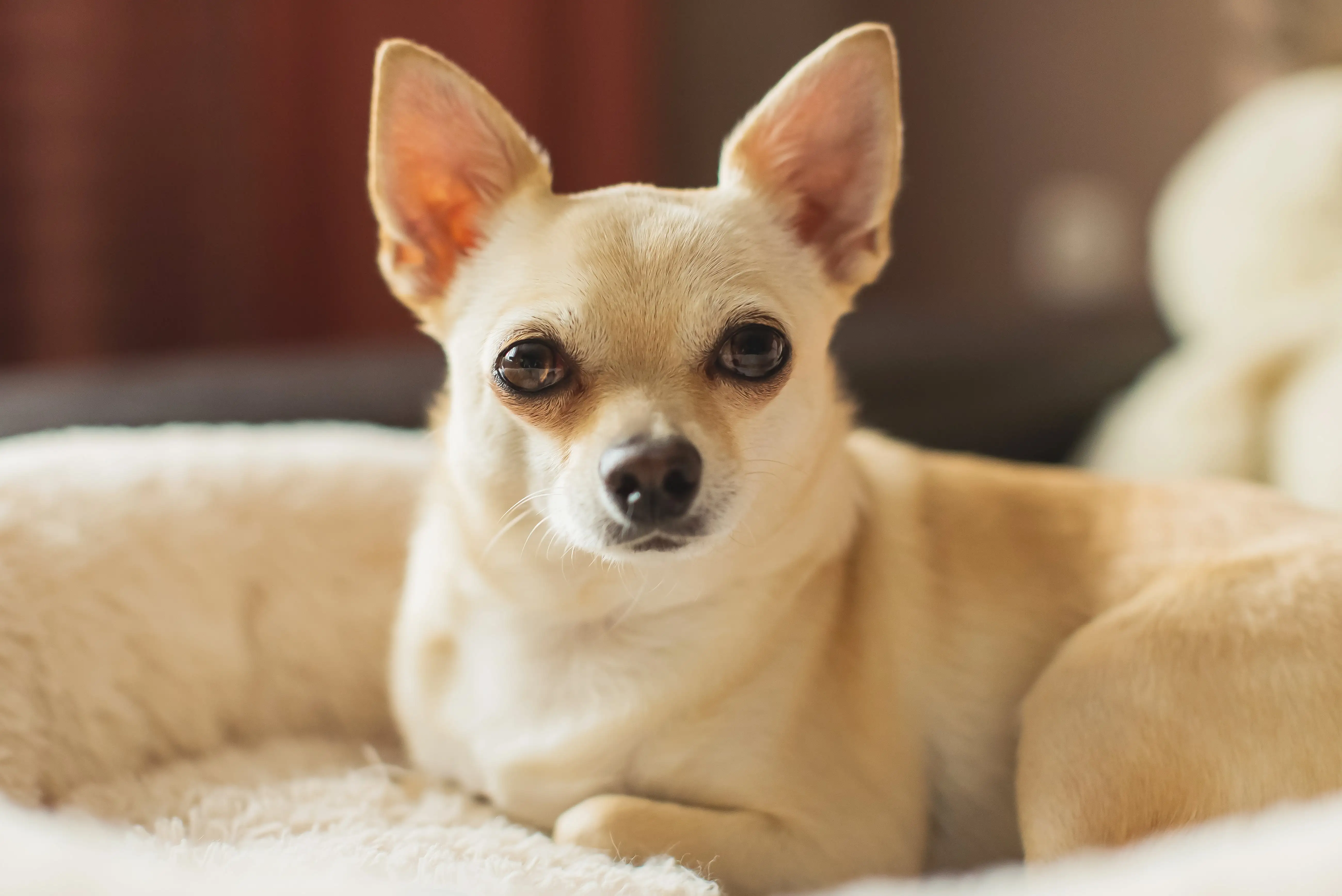 Chihuahua さま 10e2ba_d7ebf243063a40ce9ed4894