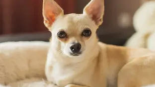 Порода Чихуахуа. Характер, догляд і типові хвороби. Чи варто обирати взагалі?