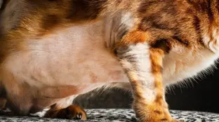 Чому у кота з’являються залисини на животі? Як допомогти?