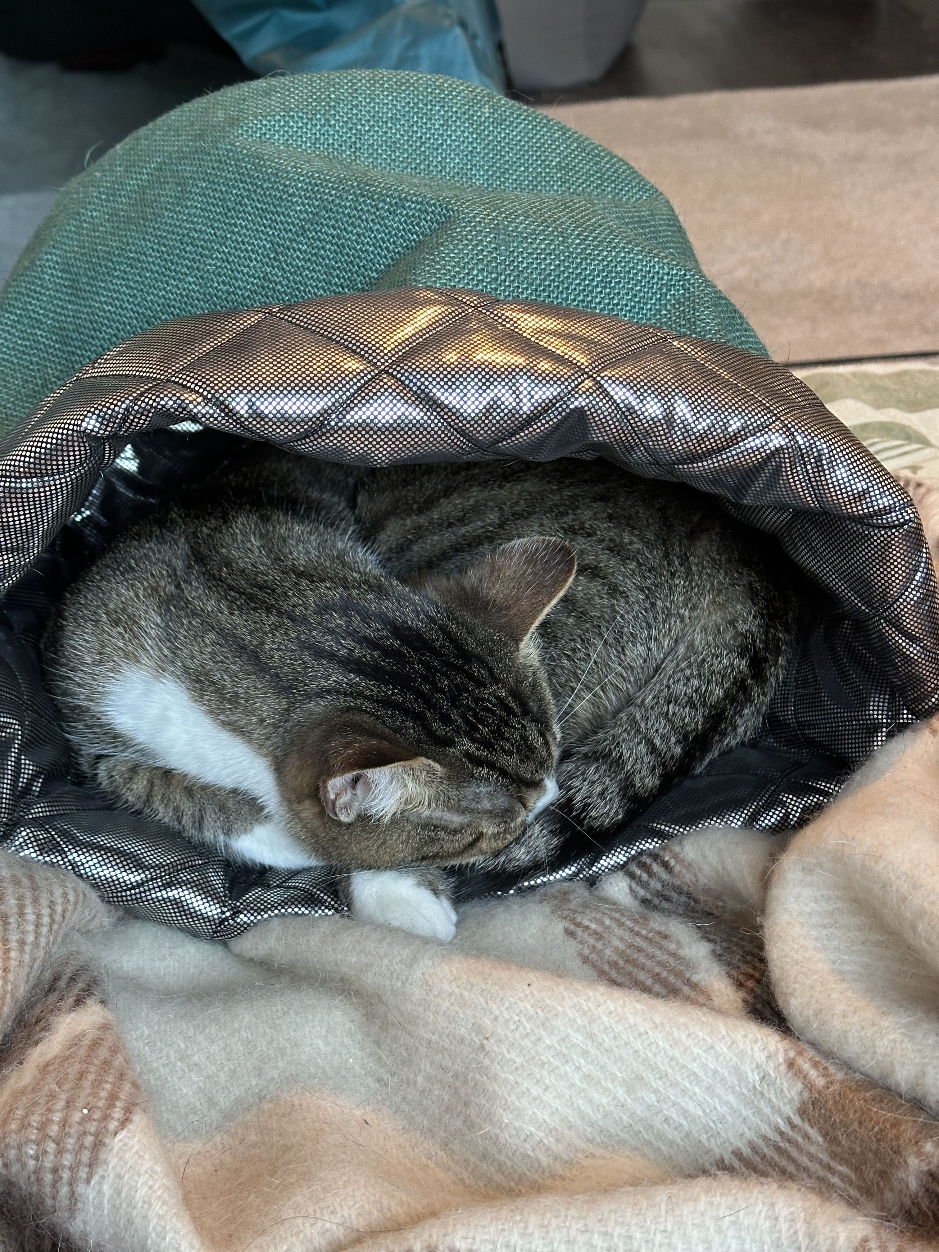 Теплі будиночки для котиків