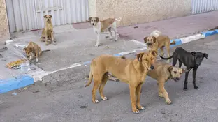 Вакцинація безхатніх тварин