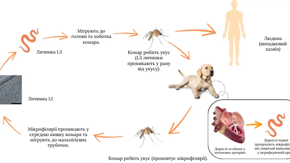 дирофілярії у собак