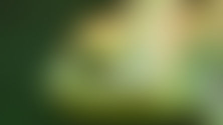 Факти про хамелеонів