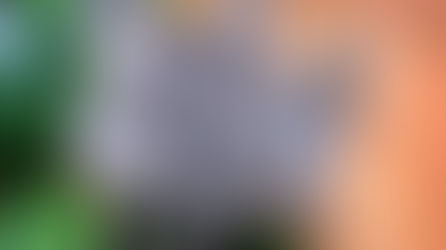 Утримання та годування шиншил