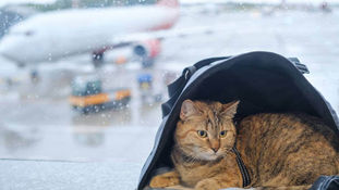 Переїзд з котом. Як підготуватись?